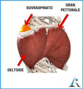 Infiammazione O Lesione Del Sovraspinato Cosa Fare Esercizi Molto