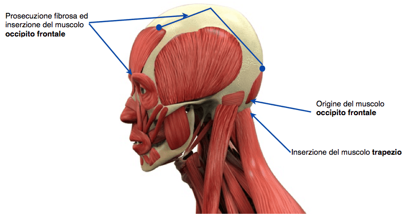 Cervicale I Sintomi Laltra Riabilitazione 4193