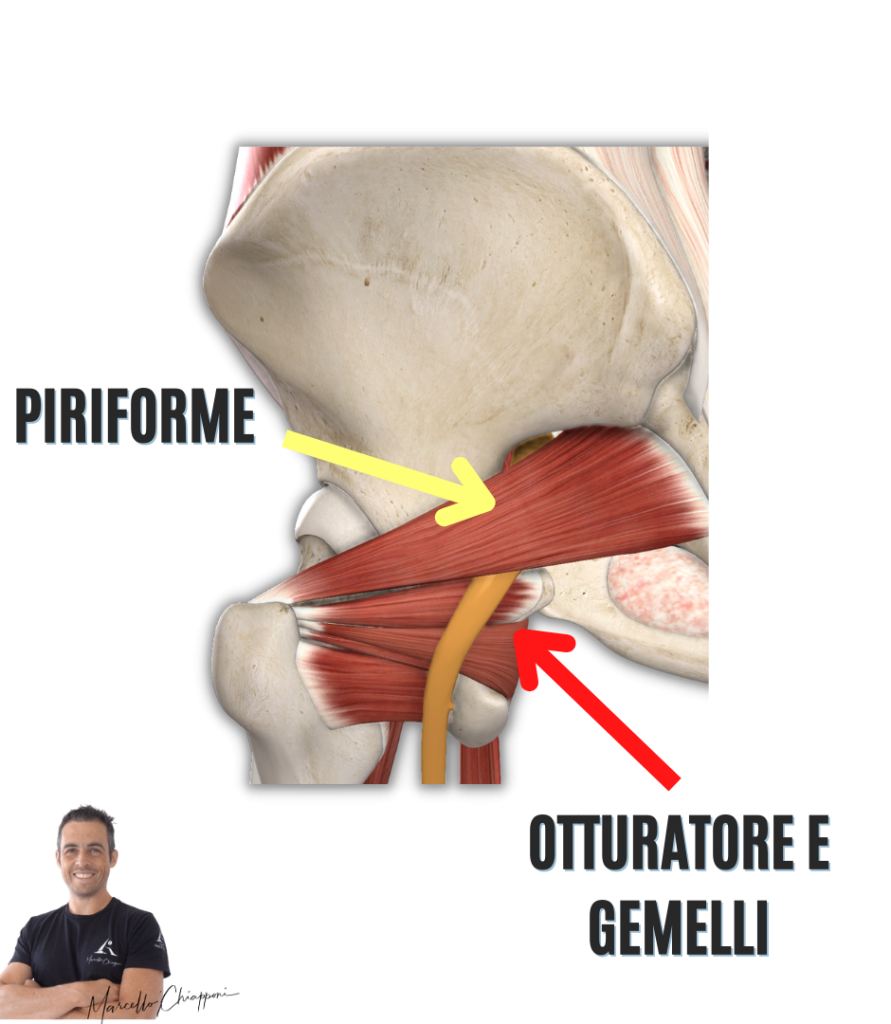 Sindrome Del Piriforme I Veri Sintomi Come Curarla Davvero 4400